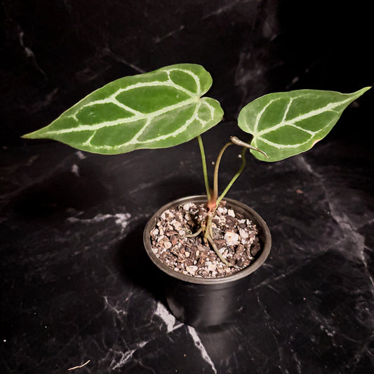 Anthurium Cristallinum “4