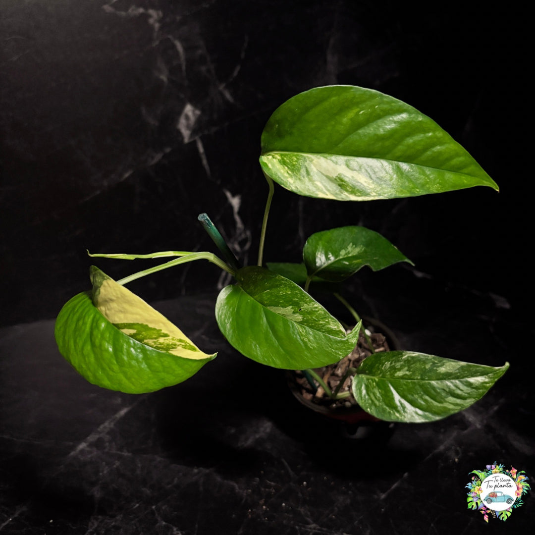 Epipremnum Pinnatum Albo Variegado “4
