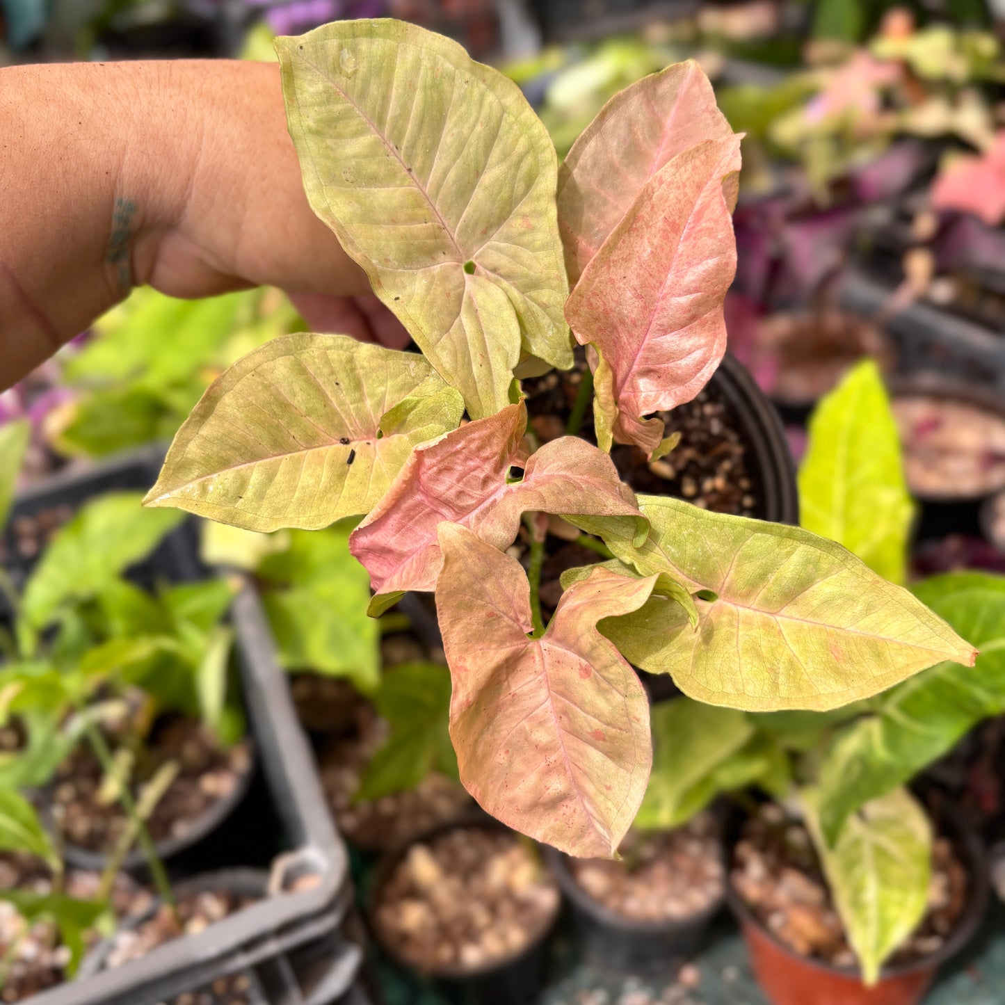 Syngonium Pink Spot “5