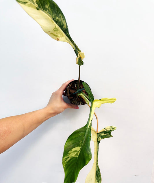 Philodendron Joepii Variegado “4