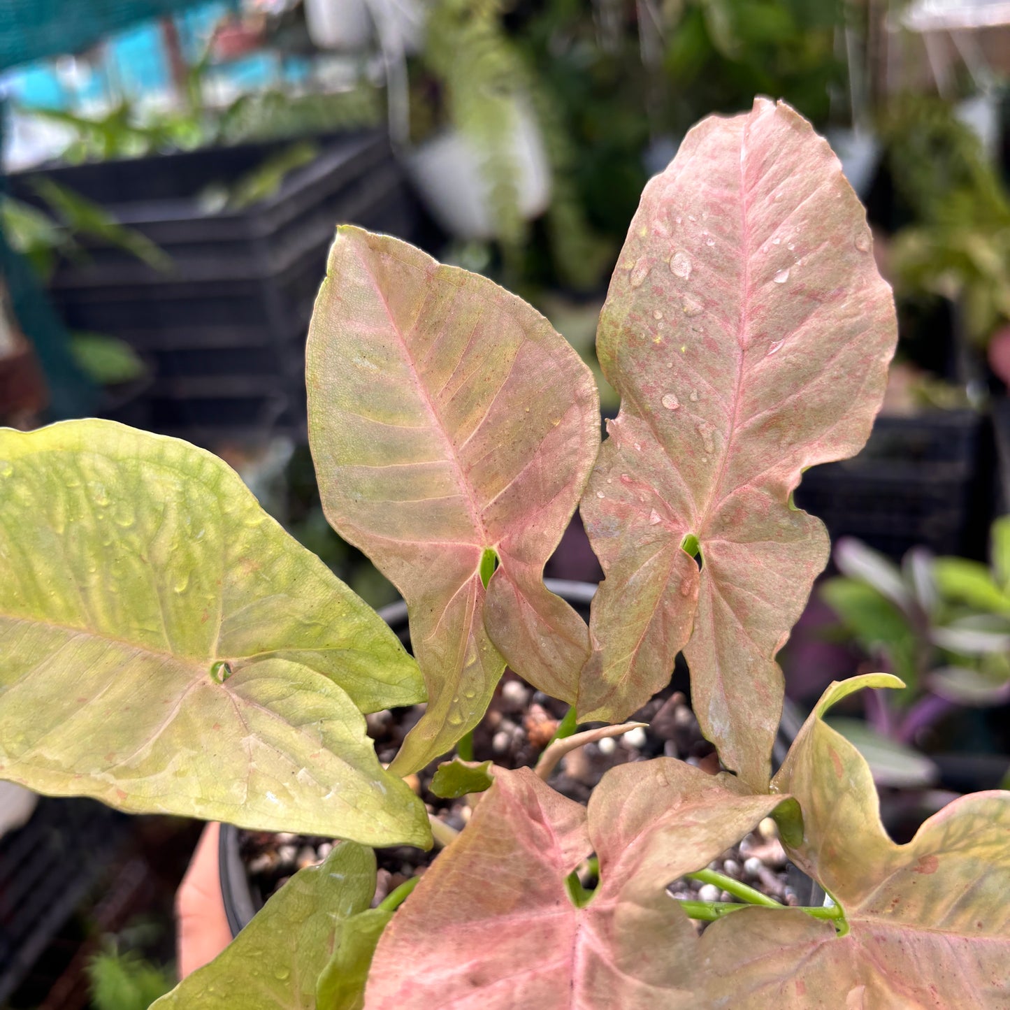 Syngonium Pink Spot “5