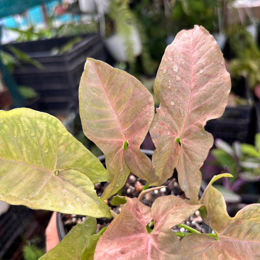 Syngonium Pink Spot “5