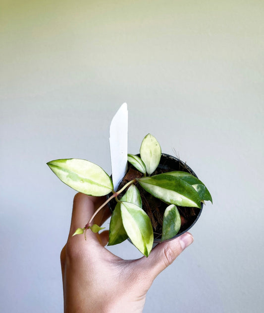 Hoya Walliana Variegada “4