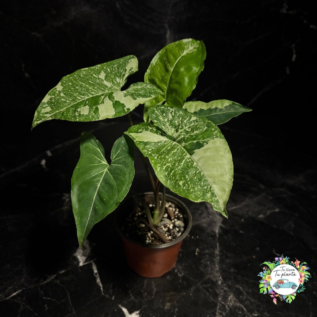 Syngonium Panda Galaxy “4