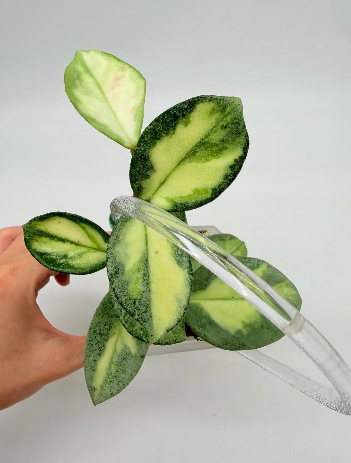Hoya Argéntea Princess “3