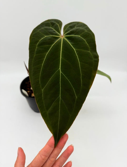 Anthurium Ace of Spades X Sherman “5