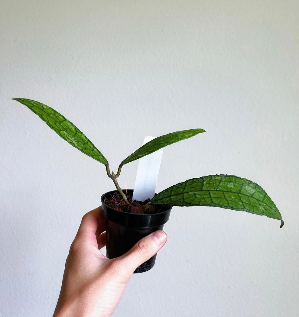 Hoya Clemensiorum “4