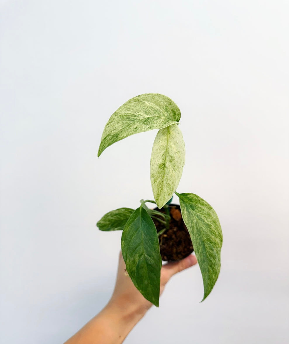 Monstera Laniata Mint "4