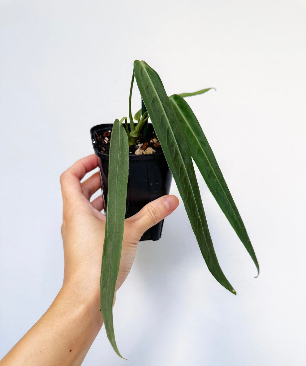 Anthurium Pallidiflorum “3