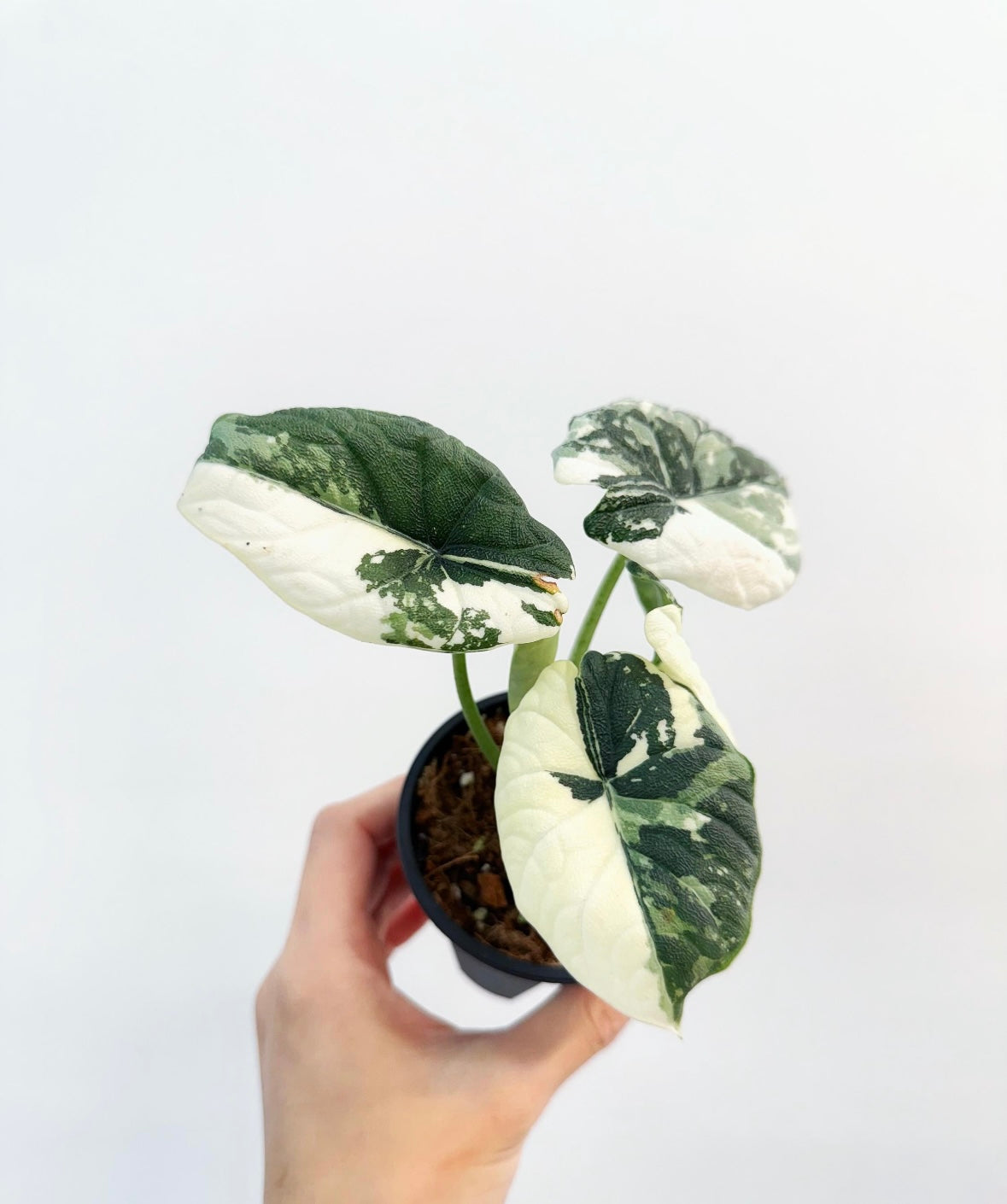 Alocasia Melo Albo “4