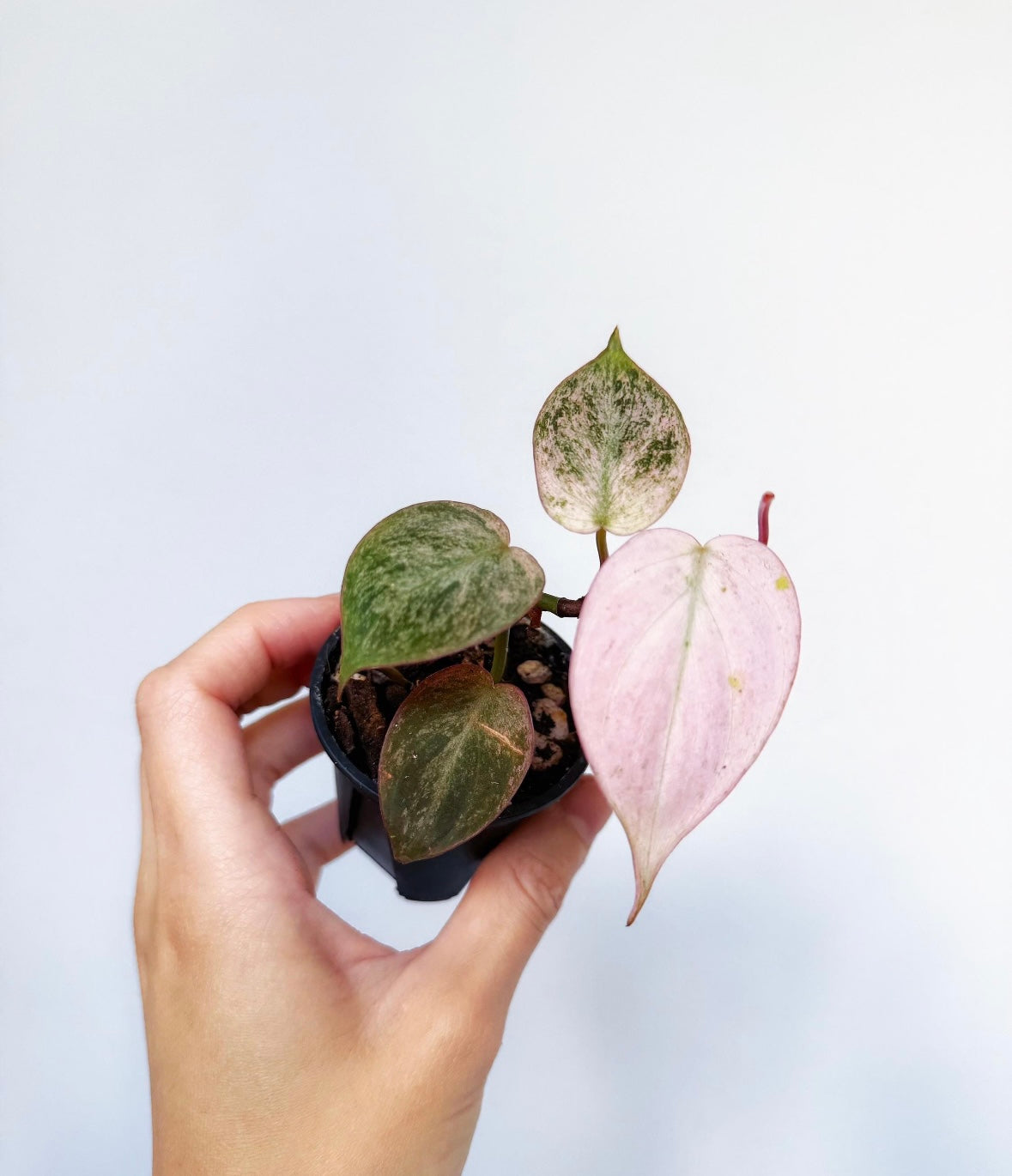Philodendron Pink Micans “4