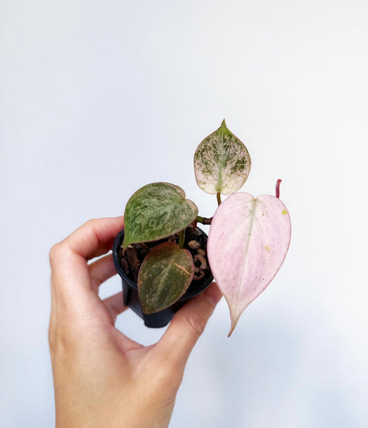 Philodendron Pink Micans “4