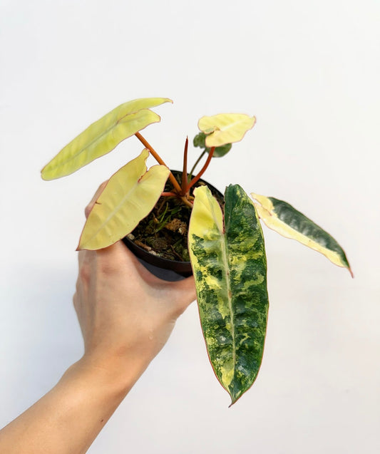 Philodendron Billietiae Variegado”4
