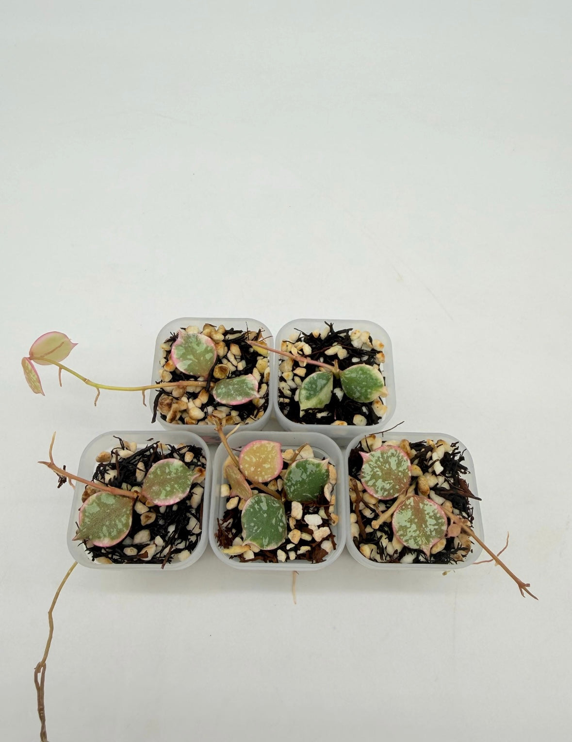 Hoya Curtisii Albo “3 (chica)