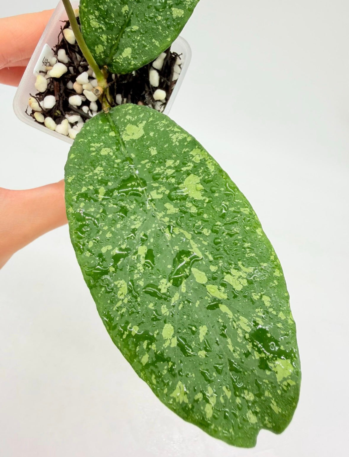 Hoya Sp Aceh Embun Madu “3