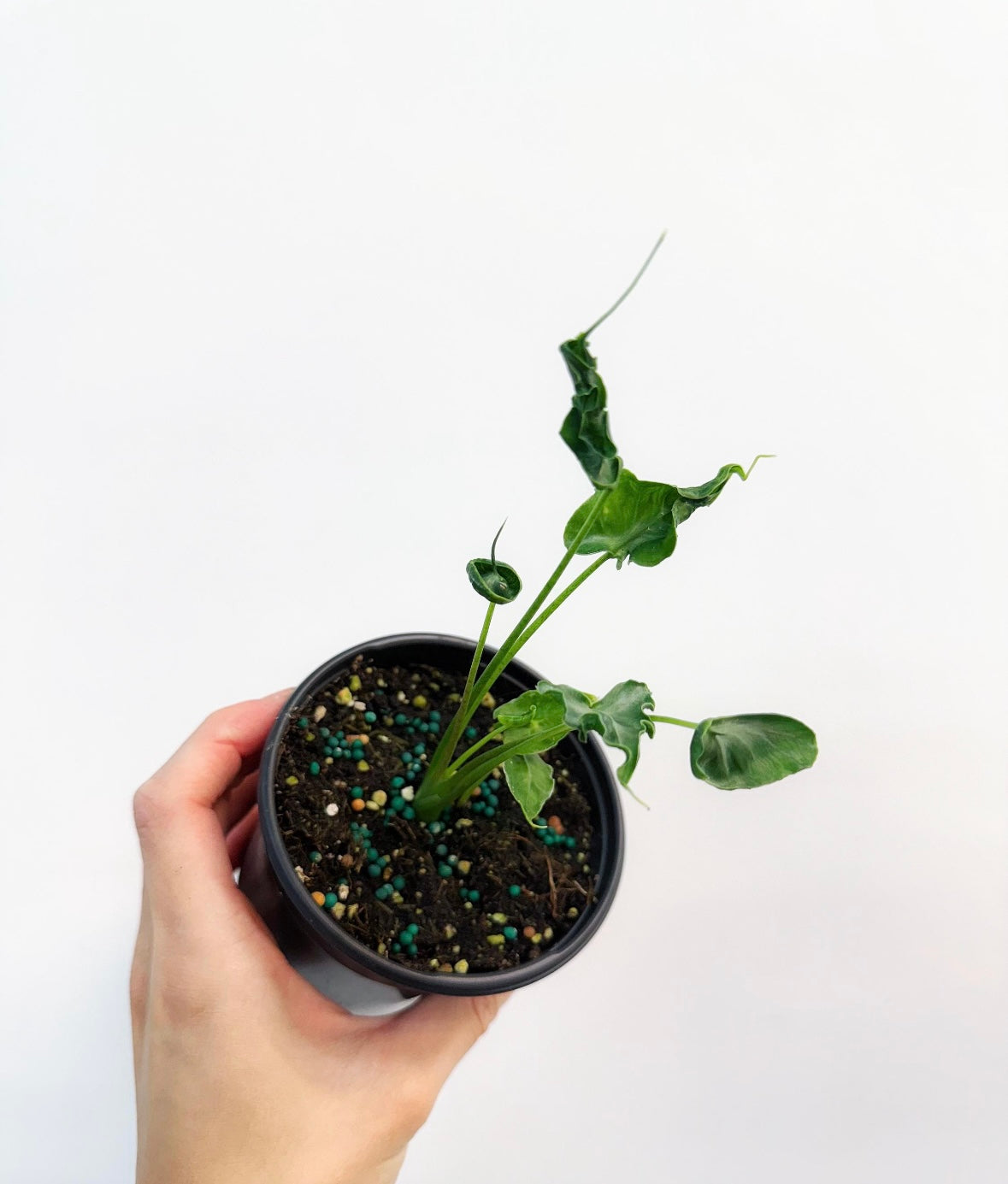 Alocasia Teletubies “4