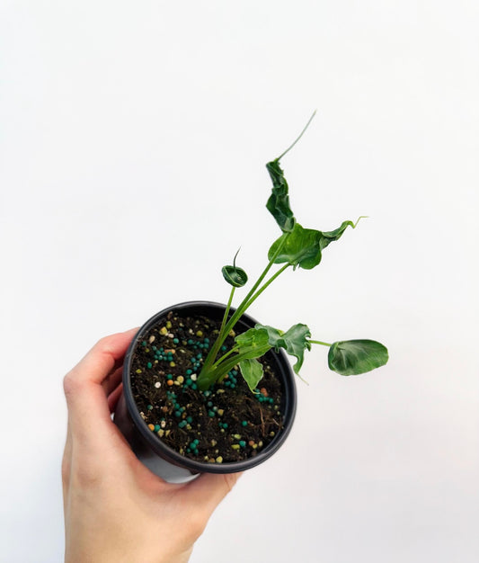 Alocasia Teletubies “4