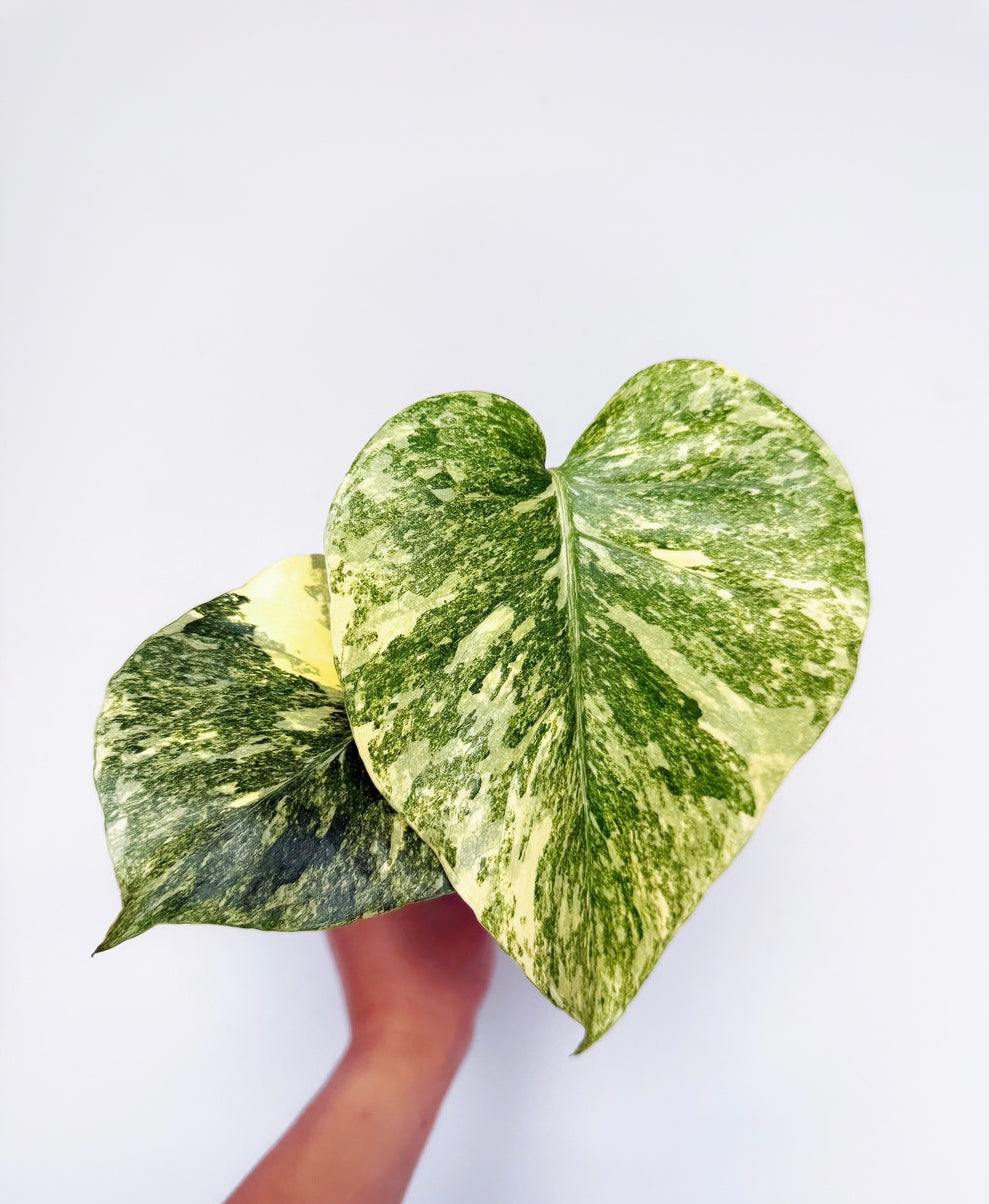 Monstera Legacy “4