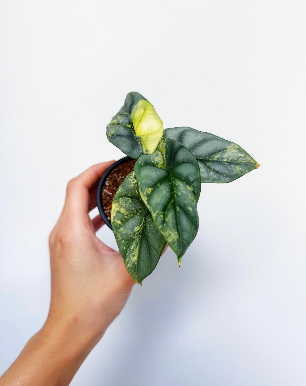 Alocasia Silver Dragon Aurea “4