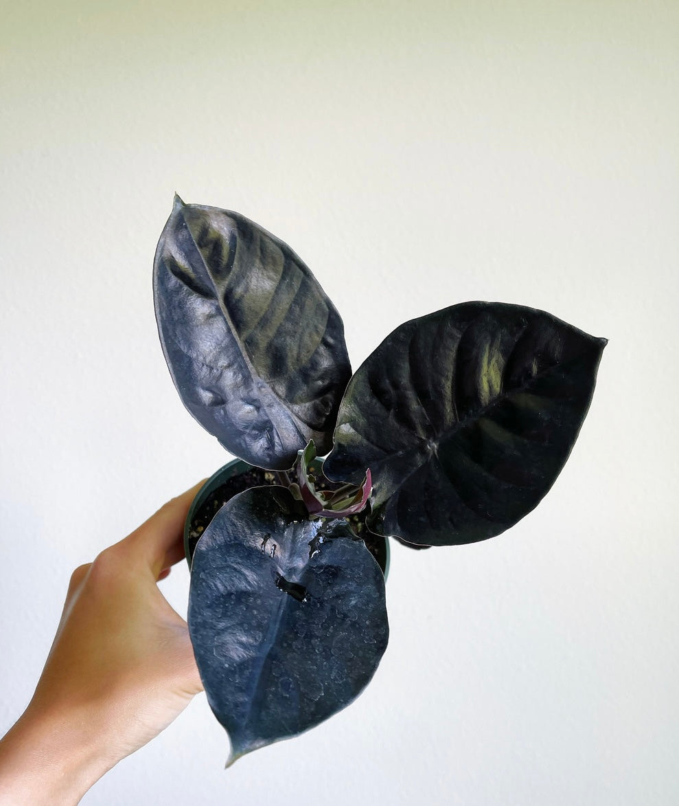 Alocasia Infernalis “4