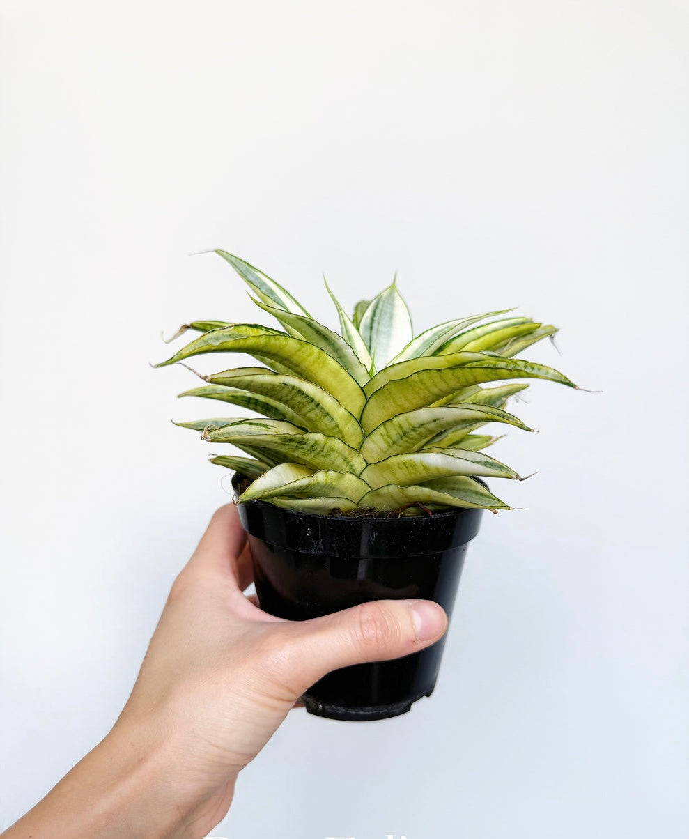 Sansevieria Gabriella Variegada “4