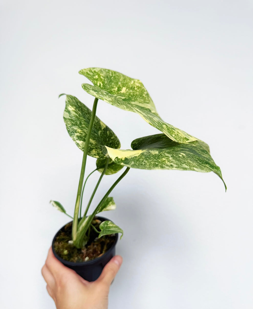 Monstera Legacy “4