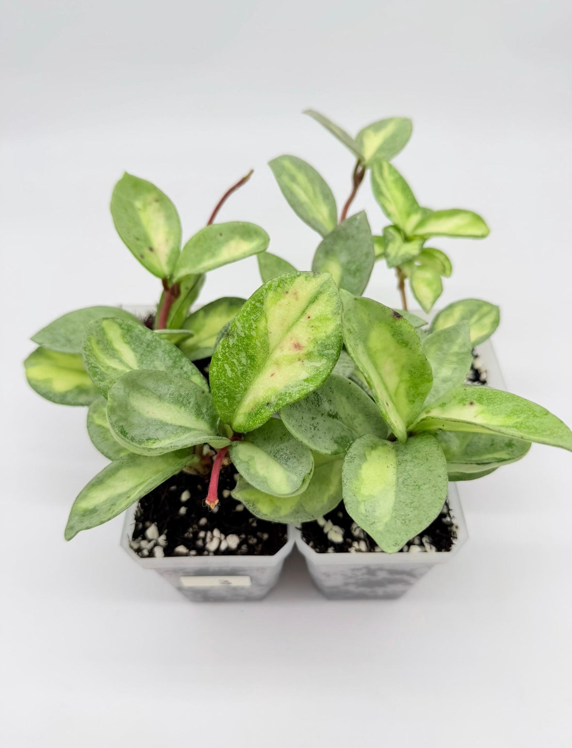 Hoya Argéntea Princess “3