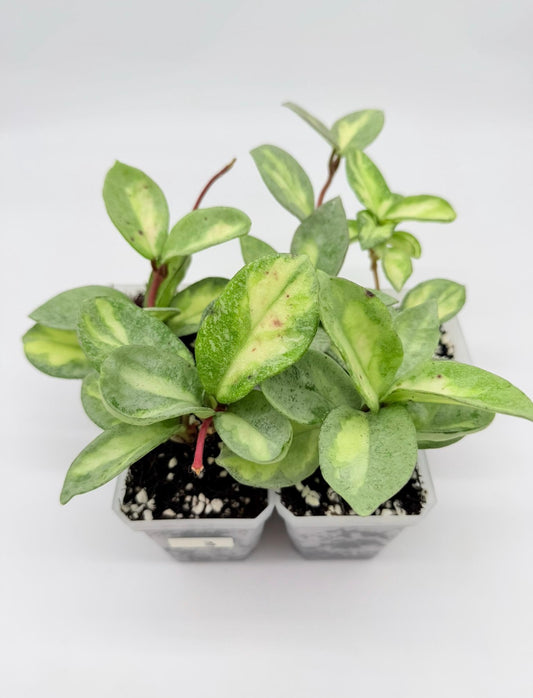 Hoya Argéntea Princess “3