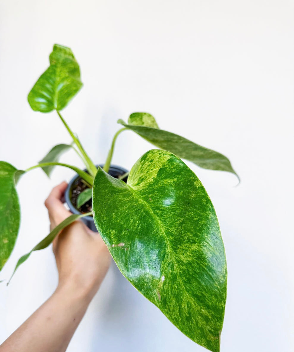 Philodendron Giganteum “4