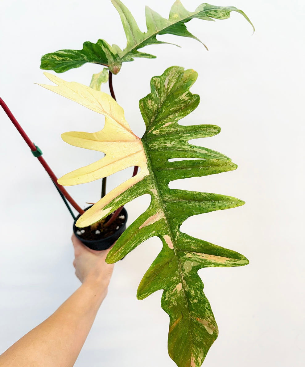 Philodendron Florida Beauty x Mayoi “4 (Planta Exacta)