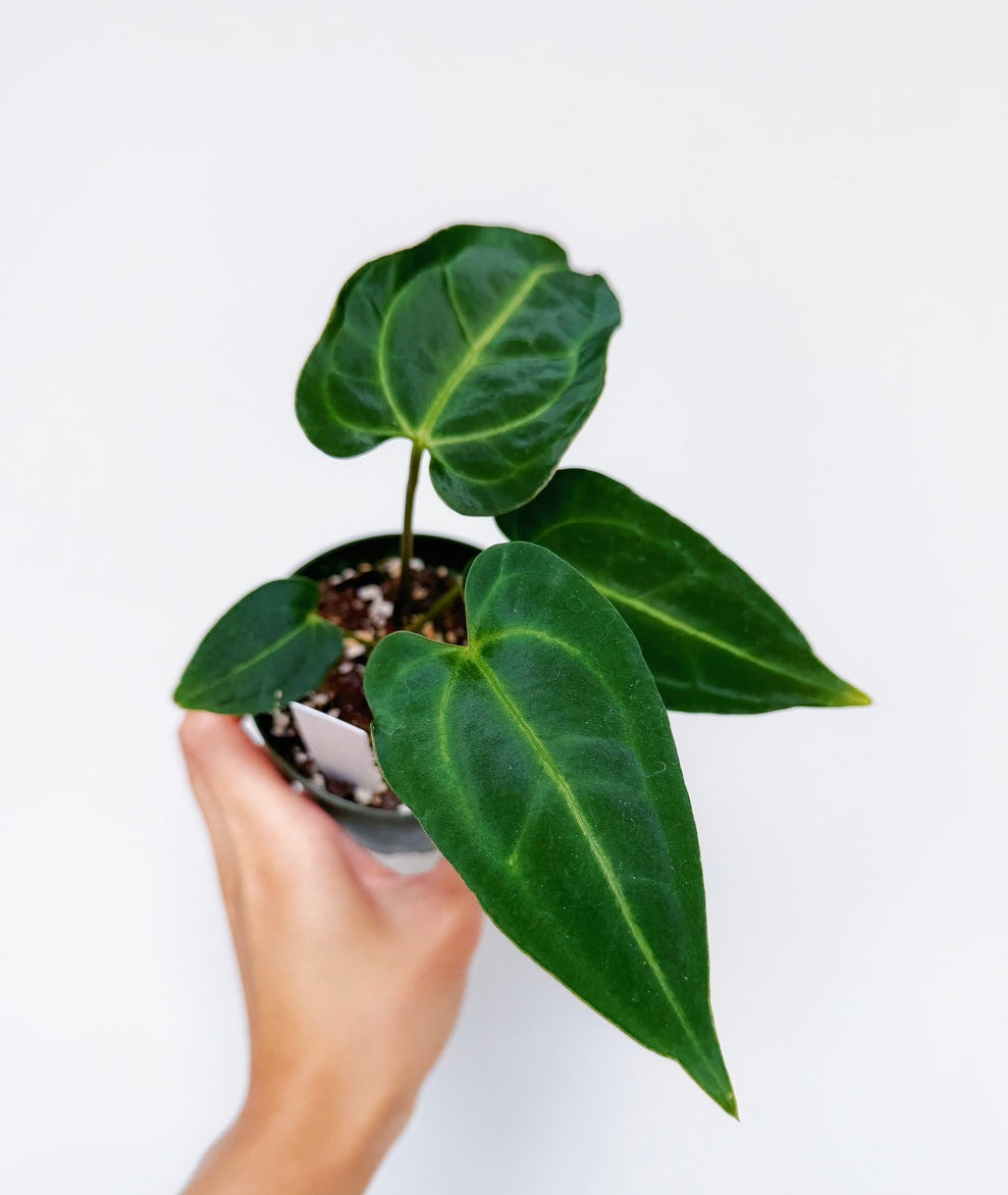 Anthurium Hoffmani X Black Beuty “4
