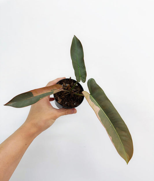 Philodendron Atabapoense Pink “4