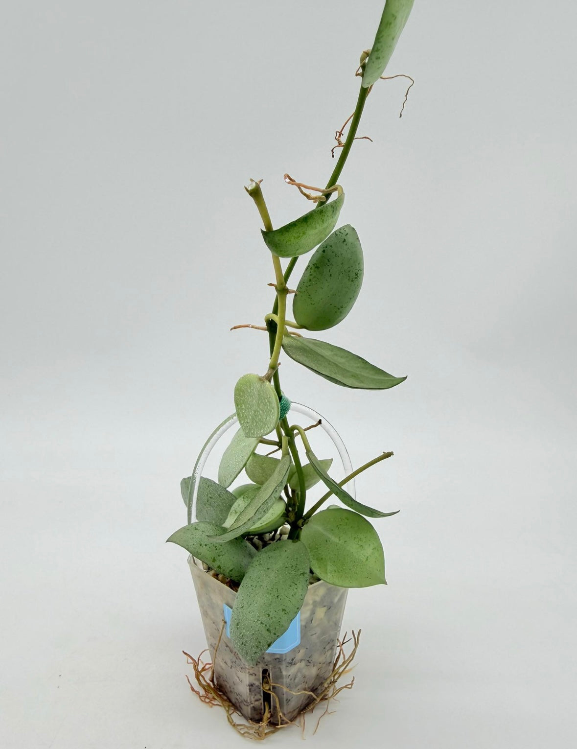 Hoya Lacunosa Grey Ash “3