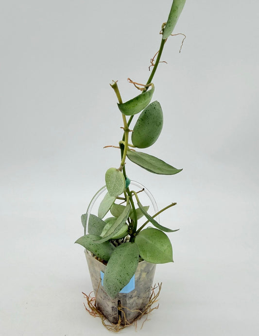 Hoya Lacunosa Grey Ash “3