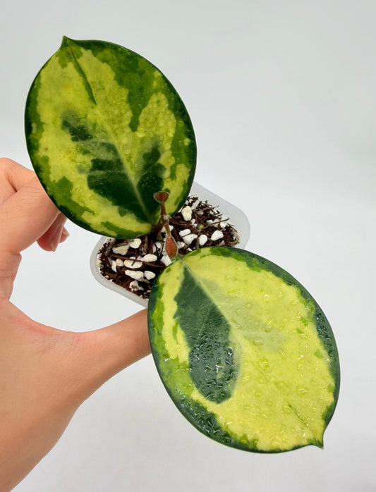 Hoya Australia Peacock “3