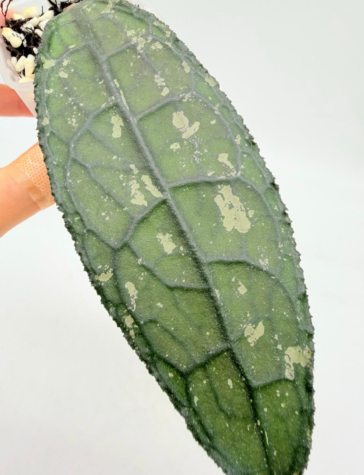 Hoya Clemensiorum Oscura “3