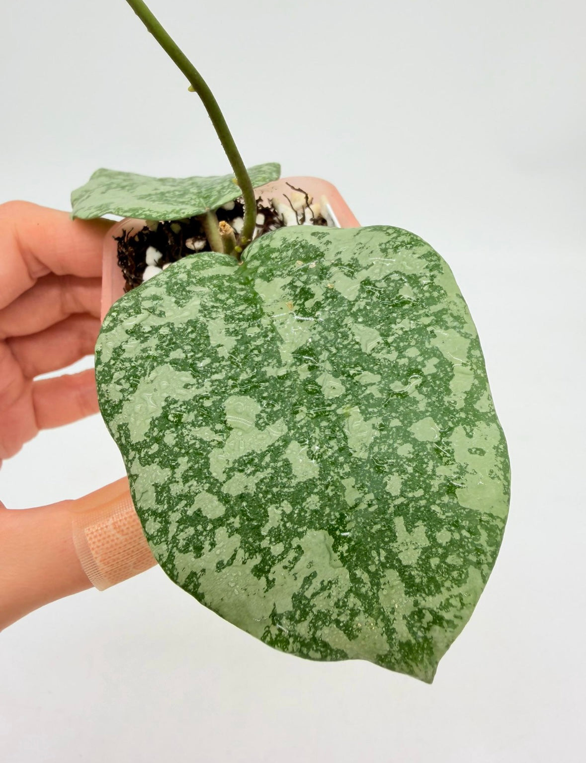 Hoya Cinnamofolia x Imbrincata “3