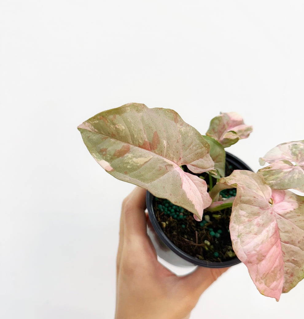 Syngonium Double Pink “4