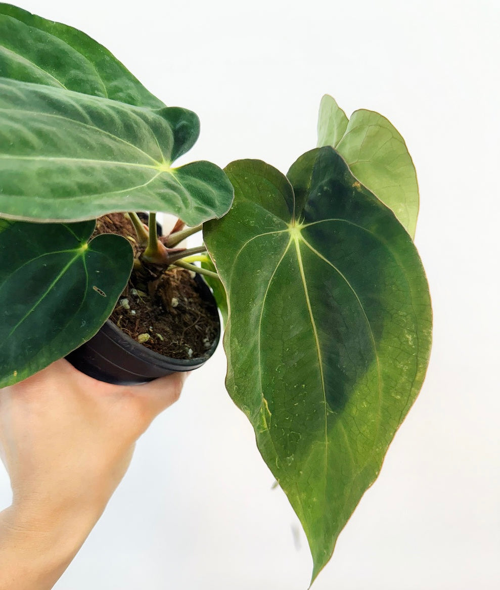 Anthurium Carlablackiae Scott x BVEP “4