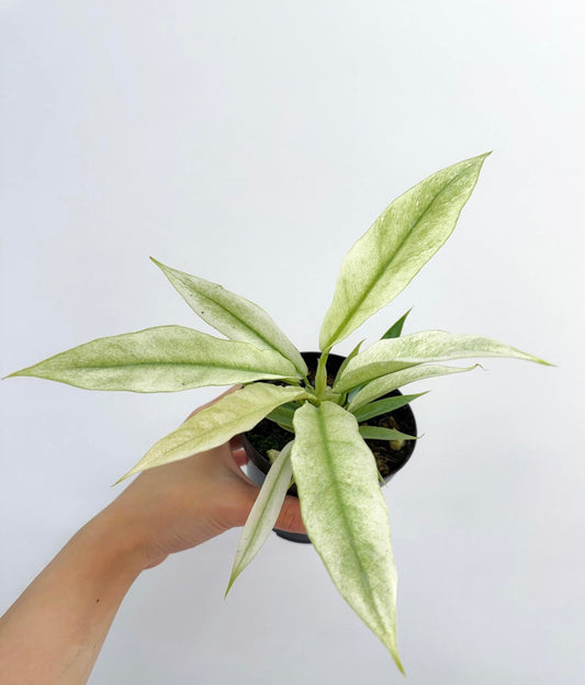 Philodendron Ring of Fire Mint "4