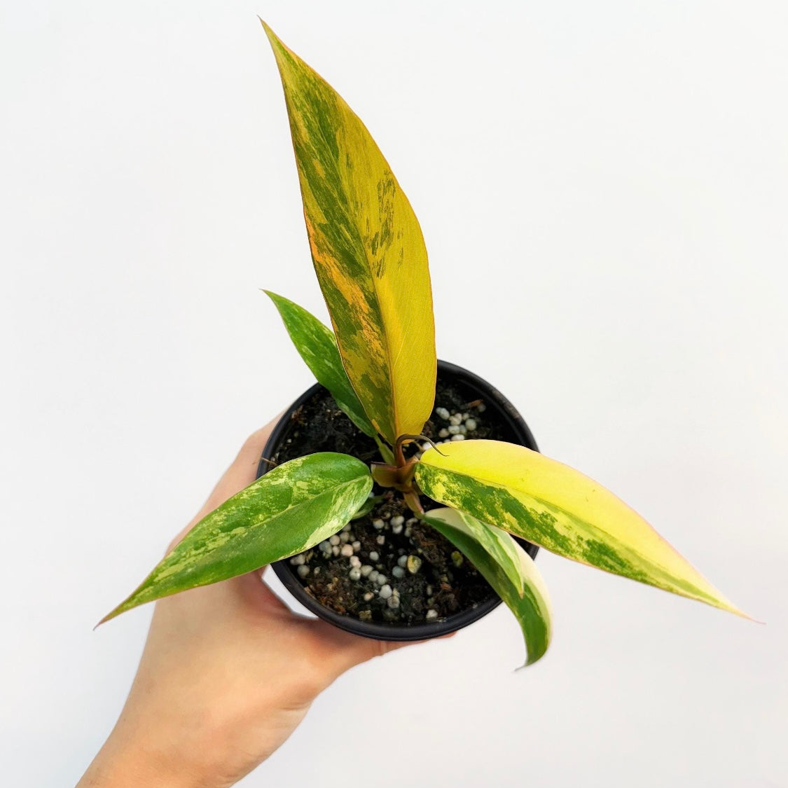 Philodendron Caramel Marble "4