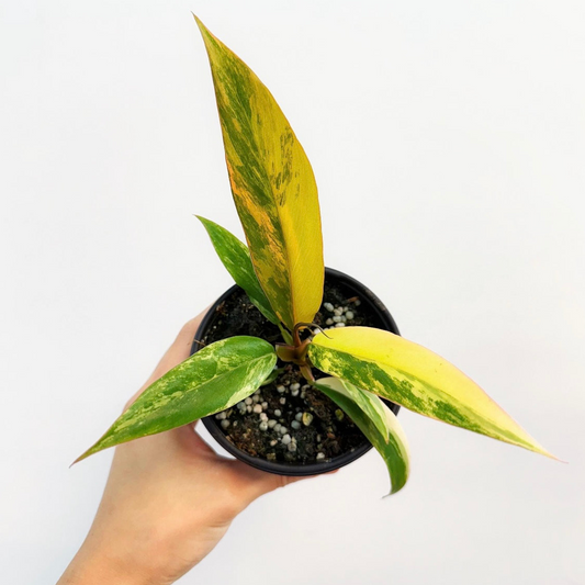 Philodendron Caramel Marble "4