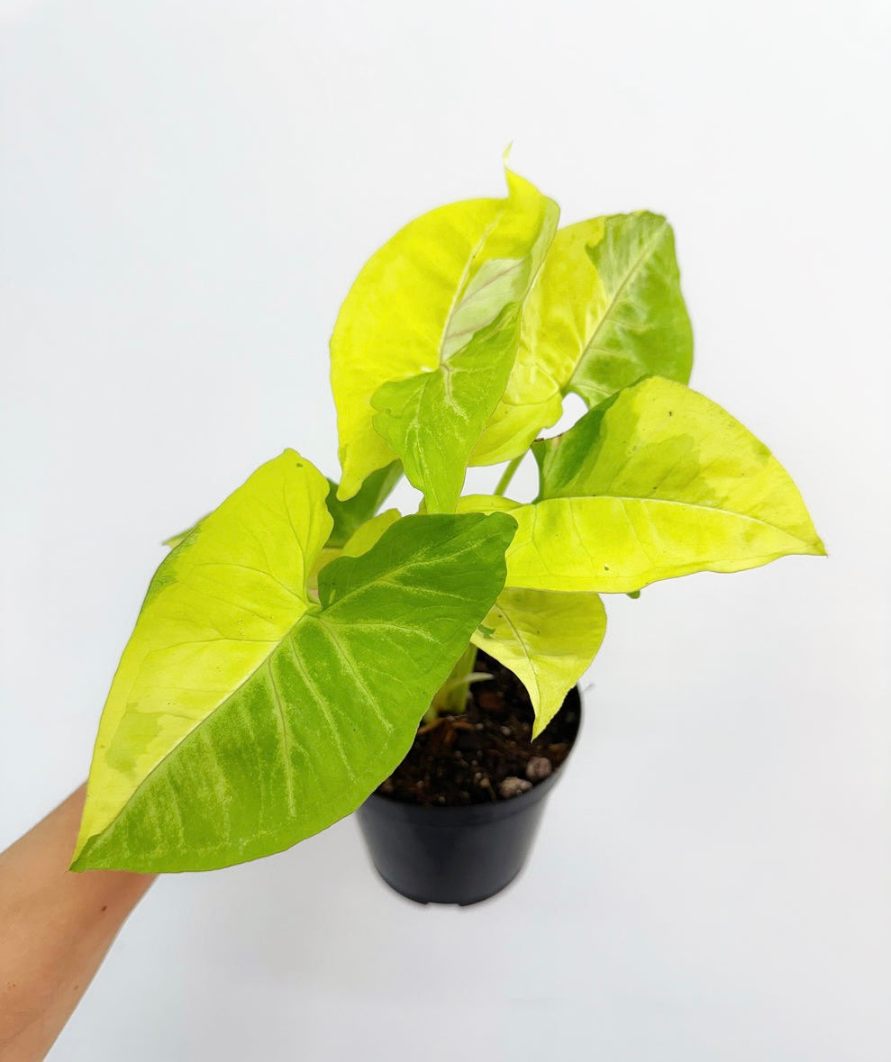 Syngonium Lime Soda “4