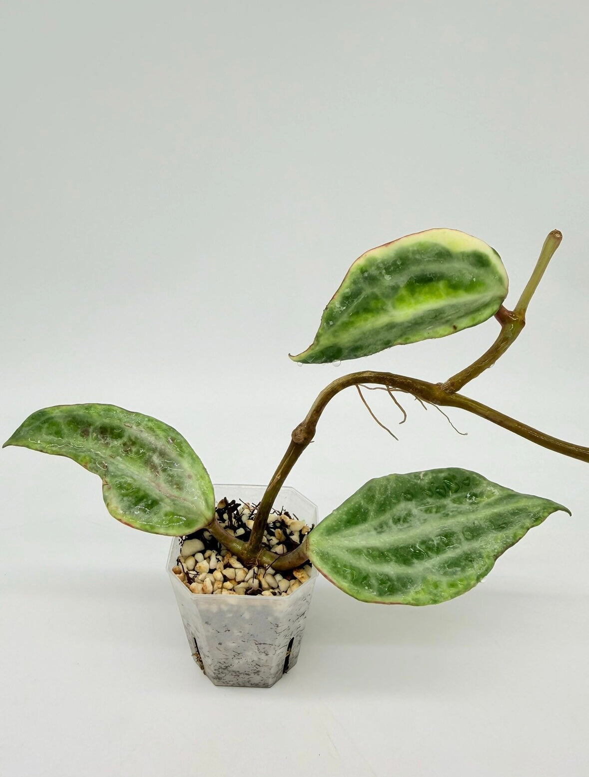 Hoya Latifolia Peridot “3