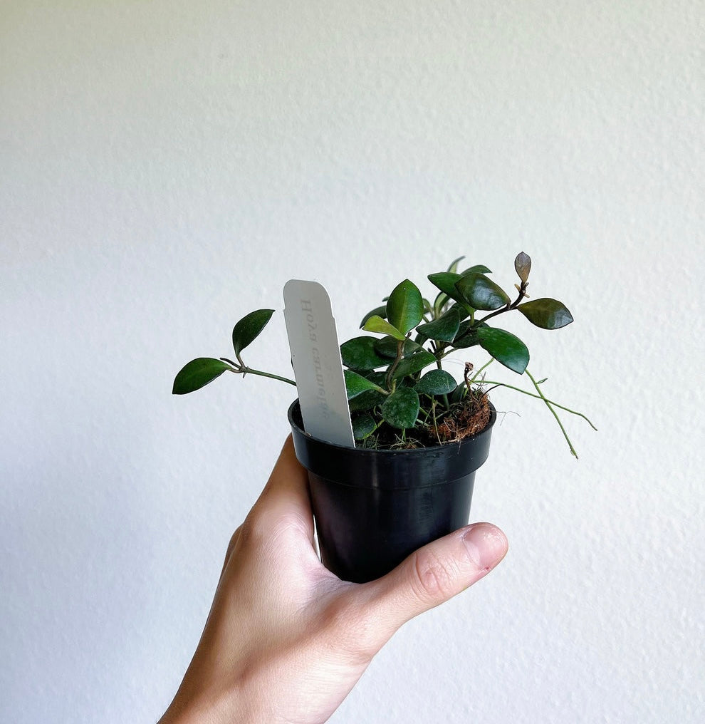 Hoya Carmelae "4