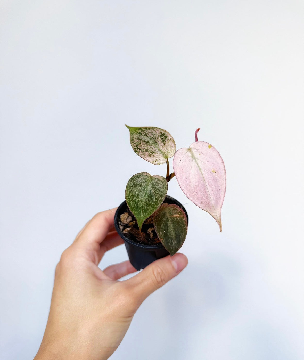 Philodendron Pink Micans “4