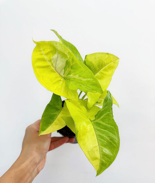 Syngonium Lime Soda “4