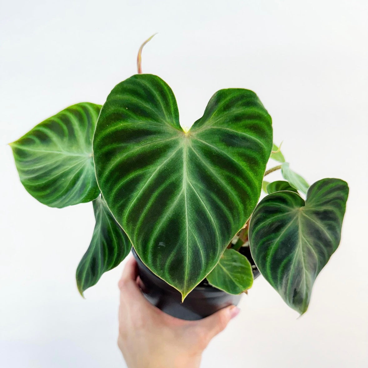 Philodendron verrucosum "6