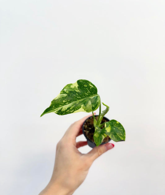 Monstera Electrolyte “2