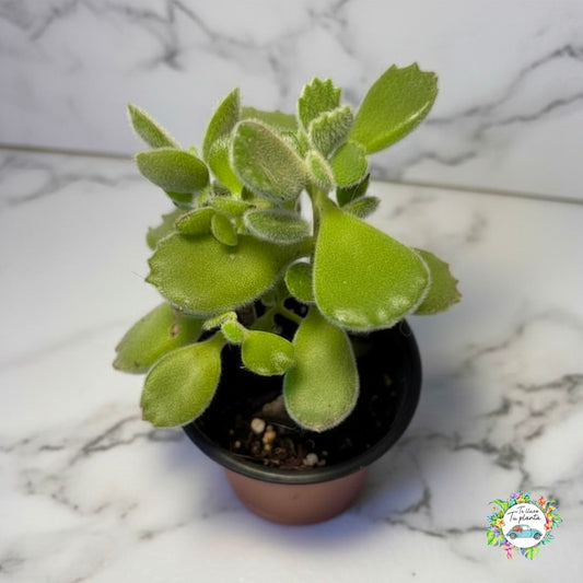 Cotyledon Tomentosa (Garrita de Oso) “4